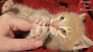 Kitten Mail  Adoptions  Kitten Enemas amp Diarrhea  Foster Litter 24 [upl. by Swan]