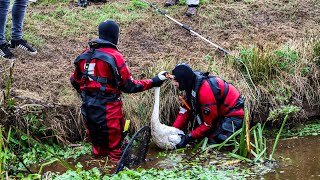 Brandweer 40 minuten bezig met gewonde zwaan [upl. by Sairacaz]