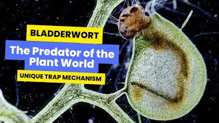 Bladderworts in Action Unique Trap Mechanism carnivorousplants plantsecrets bladderwort plant [upl. by Liew]