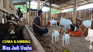 TERBUKTI ‼️ Kambing Boer Lebih Cepat Menghasilkan Uang [upl. by Mirilla34]