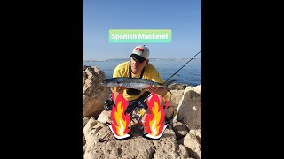 דיג פלמידה🐟טרכוןוחניתן קטן וחוצפןמתכון  Spanish Mackerel🔥Blue Runner amp A Tiny HoundFishRecipe [upl. by Acyre]