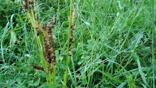 Echinochloa Grass [upl. by Schechter995]