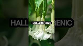 shorts didyouknow 🌺🚫 Brugmansias Hallucinogenic Toxin 🌿😲 [upl. by Blaze]