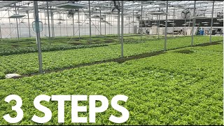 How to Start a Hydroponic Farm [upl. by Leehar]