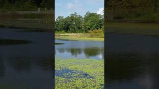 Piedbilled grebes nature animals birds grebes park lake summer summervibes [upl. by Nari]