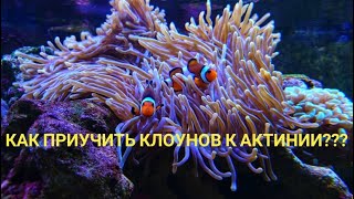 Как приучить клоунов к актинии амфиприонклоун пузырчатая актиния Entacmaea quadricolor [upl. by Joab770]