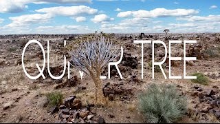 QUIVER TREE  KEETMANSHOOP [upl. by Ginnie20]