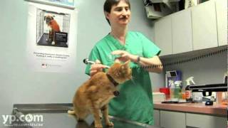 Miami Veterinarians West Kendall Animal Hospital [upl. by Giovanna]