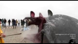 Whale Carcass Explodes on Dutch Beach [upl. by Reich]