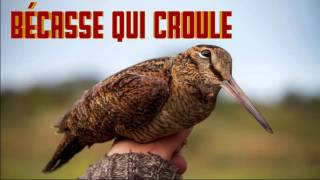 BECASSE qui CROULE le CRI de la BECASSE chant CHANTE [upl. by Selin]