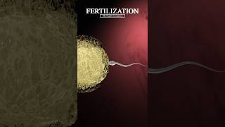 Fertilization When a Sperm Meets an Egg fertilization shorts [upl. by Stier653]