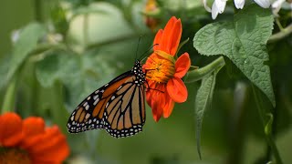 How to grow Tithonia from Seed  Northlawn Flower Farm [upl. by Callean]