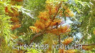 Como germinar semillas de Grevillea robusta  Grevillea arbol  Grevillea robusta  Grevillea [upl. by Akenor261]