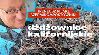 Jak zwabić dżdżownice w dużym wermikompostowniku Wykorzystamkosz na śmieci [upl. by Cathee]