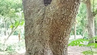 இலுப்பை மரம்  Iluppai maram  Madhuca  Butter tree  Madhuca longifolia  enpathivu [upl. by Eiuol696]