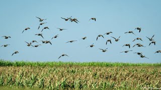 Ducks DROPPING Into Water teal duckhunting tealhunting [upl. by Carbo]