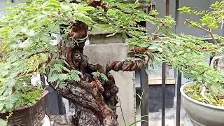 HARGA EKONOMIS‼️CEK HARGA BONSAI DIRUMAH PAK ARIF BALI BONSAI [upl. by Sibella]