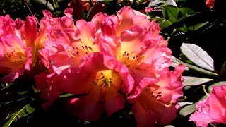 Rhododendron Garden Tour at Kincaids Nursery  Huge Spring Blooms [upl. by Layney]