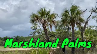 South Carolina Marshes and Palms [upl. by Saibot458]