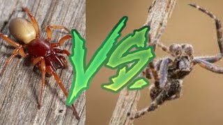 Woodlouse Spider vs Orbweb Spider [upl. by O'Connor]