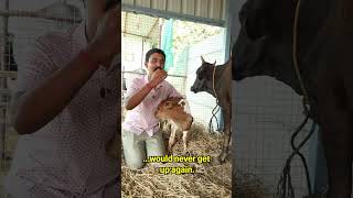 I have a happy news happy animals cow calf newlife sanctuary [upl. by Eiramyma]