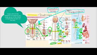 Lecture Video 5 Autonomic Nervous System ANS [upl. by Eimmat]