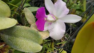 Cattleya walkeriana semialba [upl. by Baras474]