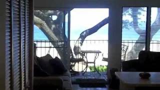 Kamaole One Beach and Ocean Front Vacation Condo Rentals [upl. by Yeznil]