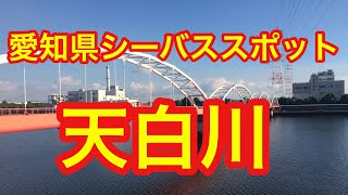 天白川 愛知県シーバスフィッシングスポット [upl. by Stafani]