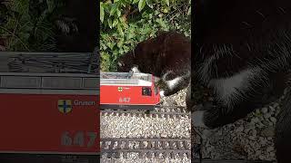 Der Klügere gibt nach  Katze vs Gartenbahn 😾 gartenbahn gardenrailway katze [upl. by Byler379]