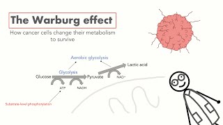 The Warburg Effect  How cancer cells use aerobic glycolysis to survive [upl. by Cranford9]