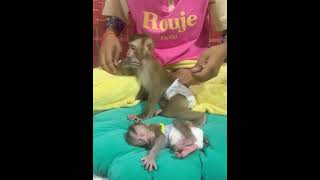 So lovely adorable baby monkey [upl. by Aenea]