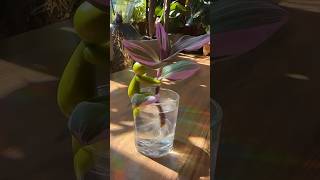 Tradescantia Nanouk 🌸 plants plantlady plantlover houseplants garden tradescantia tips diy [upl. by Aitenev709]