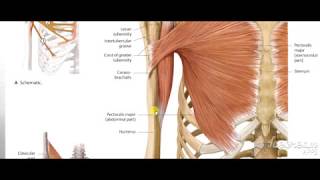 Coracobrachialis [upl. by Concoff]