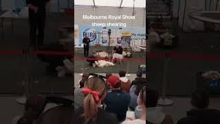 Melbourne Royal Showsheep shearing [upl. by Mortimer]