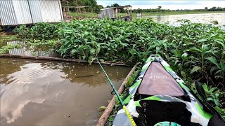 Pescaria com a água barrenta é fatal pra esses peixes usando isca viva só os Brutos Rio turvo [upl. by Odine]