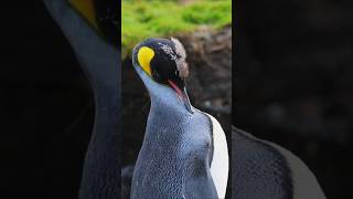 Sound of King Penguin  Aptenodytes patagonicus Sound  animal sounds [upl. by Ifill]