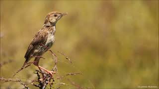 Cloud Cisticolas high aerial cruising display [upl. by Noled117]