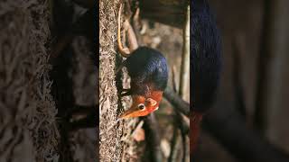 Black and Rufous Elephant Shrew Rhynchocyon petersi  Observed in Description [upl. by Lodovico]