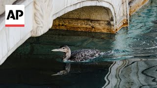 A rare loon captured in Bellagio fountains in Las Vegas is relocated [upl. by Crary320]