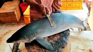 10 kgShark fish cutting😱 Shark fish cutting video Shark fish cutting Malayalam HD Video Shark fish [upl. by Nilya]