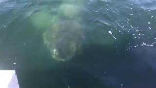 Giant Shark Encounter Barnstable Harbor Cape Cod 2017 [upl. by Saffren]