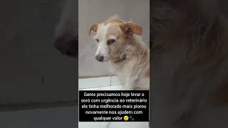 PIX ↪️ 48999996624 titular Monica da Silva candido nos ajudem com qualquer valor 😢🐾 [upl. by Farleigh]