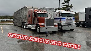 New cattle customer gets us rolling The Cabover pulls amazing [upl. by Nosauq]