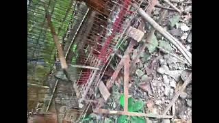 feeding chickens with sapal ng nyog [upl. by Nic]