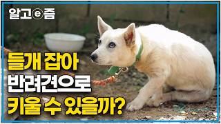 quot뭐라 한 적도 없는데 나만 보면 피해요quot 생전 사람의 손길이 닿은 적 없던 야생의 들개들의 사랑스러운 반려견 되기 프로젝트 설채현 선생님과 함께｜세상에 나쁜 개는 없다｜알고e즘 [upl. by Bigelow]