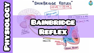 Bainbridge Reflex explained easily for usmle inicet neetpg nclex [upl. by Fidelity]