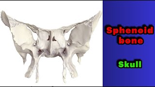 جلسه 17  استخوان اسفنوییدsphenoid bone [upl. by Pitzer]