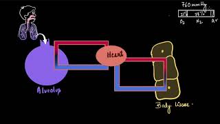 Partial pressure and exchange of gases  Breathing and exchange of gases  Biology  Khan Academy [upl. by Yht]