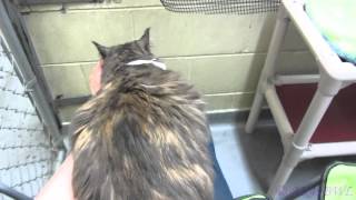 Tinker the Talkative Lap Cat  Adopted [upl. by Moreen]